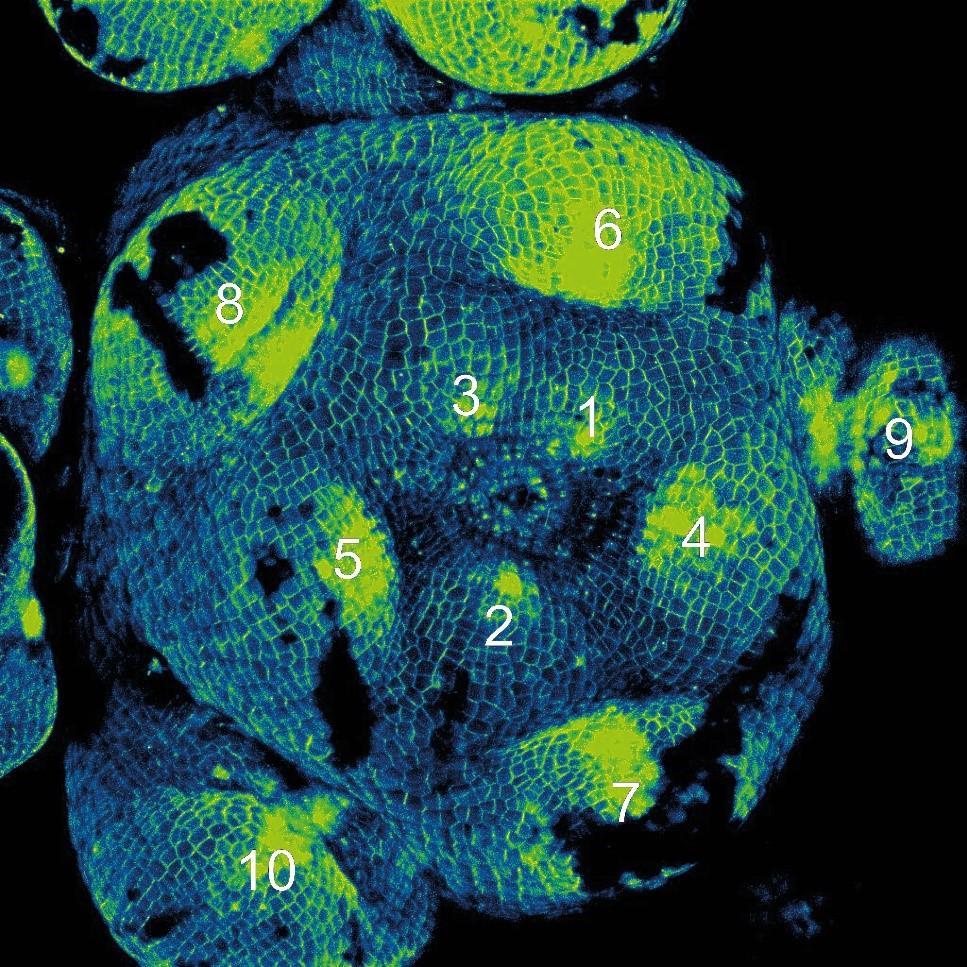 Image: cell walls of a Sargassum muticum ‘shoot’ tip, imaged by confocal microscopy. The spiral patterning can be observed by following the position of highly-stained branch tips from youngest (1), near the center, to oldest (10) near the periphery. Plants and a seaweed species independently evolved a strikingly similar way of placing new organs