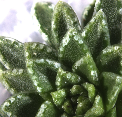 Rare mineral discovered in plants for first time