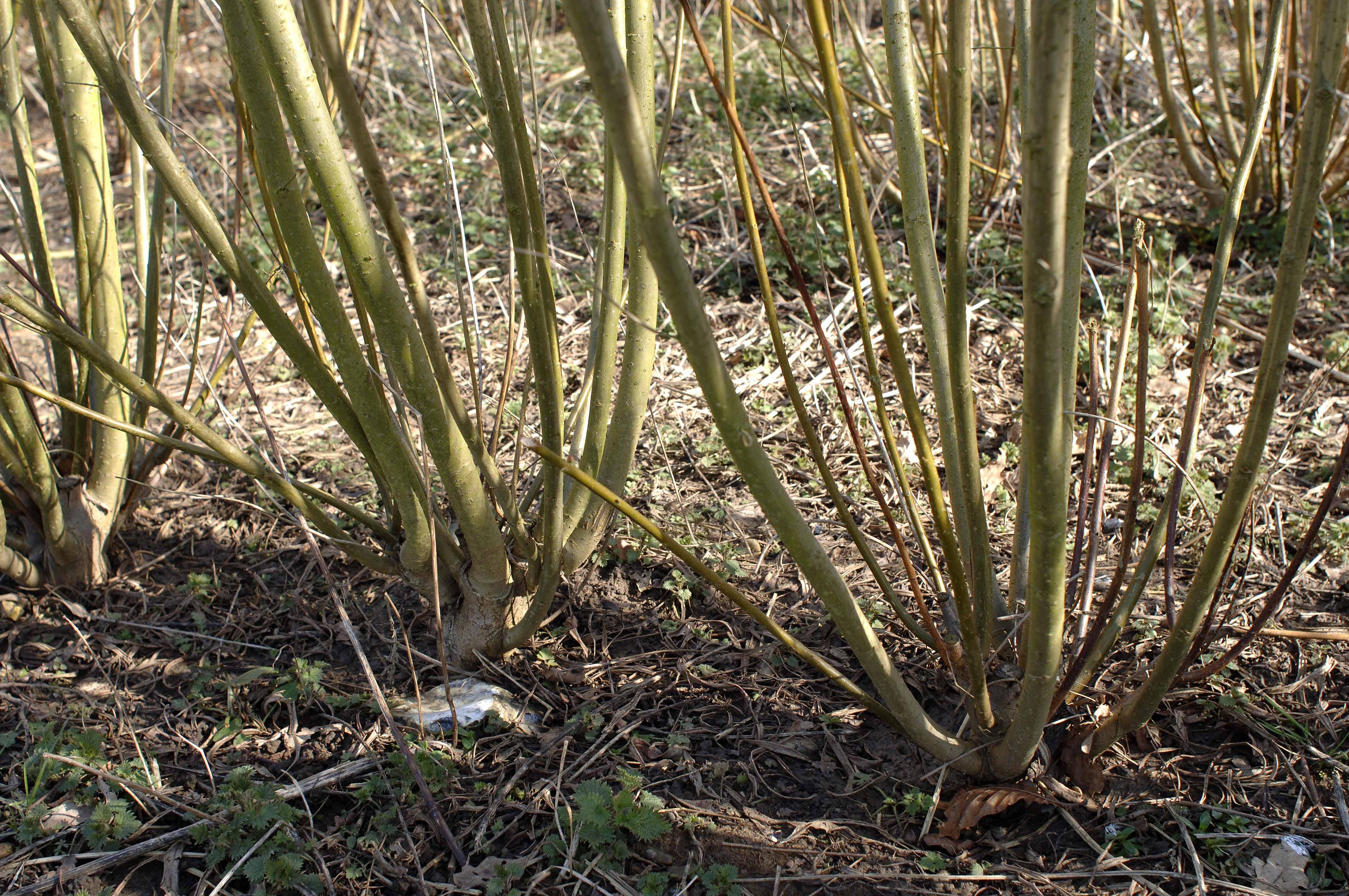 Multiple stems re-shooting from the base of coppiced willows. Multiple stems re-shooting from the base of coppiced willows.