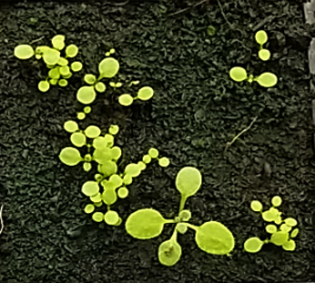 Arabidopsis seedlings germinating at different times. Image by Katie Abley. Arabidopsis seedlings germinating at different times. Image by Katie Abley.