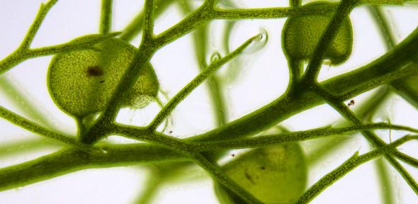Utricularia vulgaris Utricularia vulgaris
