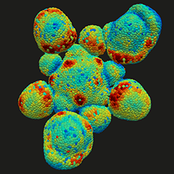 Meristem quantification by Jonsson Group