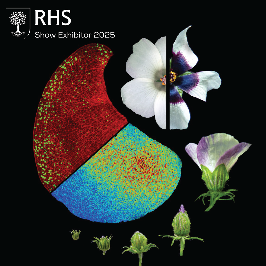 Hibiscus flowers in different developmental stages and microspy images showing the early pre-patterning of the petals in the bud.