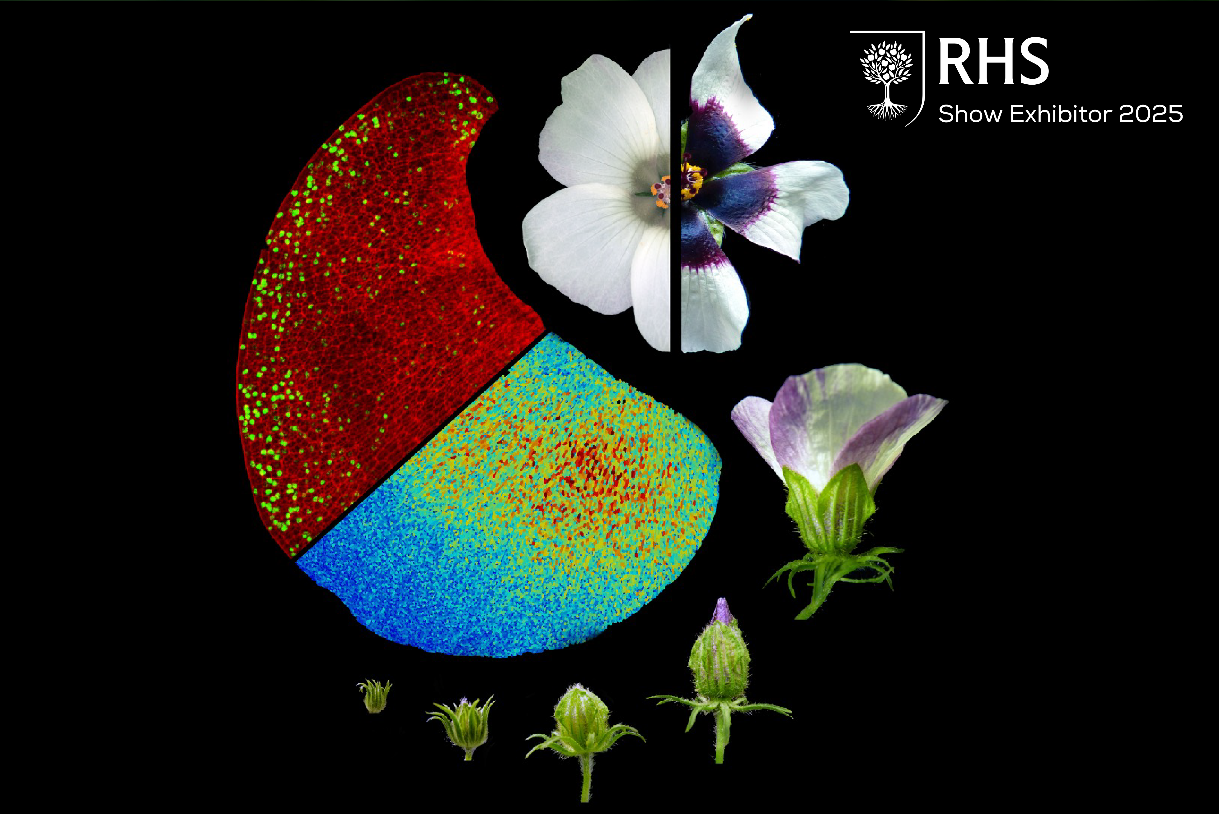 Flowers like hibiscus use an invisible blueprint established very early in petal formation that dictates the size of their bullseyes – a crucial pre-pattern that can significantly impact their ability to attract pollinating bees. Image by Edwige Moyroud Flowers like hibiscus use an invisible blueprint established very early in petal formation that dictates the size of their bullseyes – a crucial pre-pattern that can significantly impact their ability to attract pollinating bees. Image by Edwige Moyroud