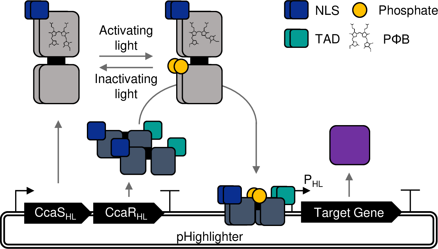 Schematic representation of the Highlighter system and function Schematic representation of the Highlighter system and function