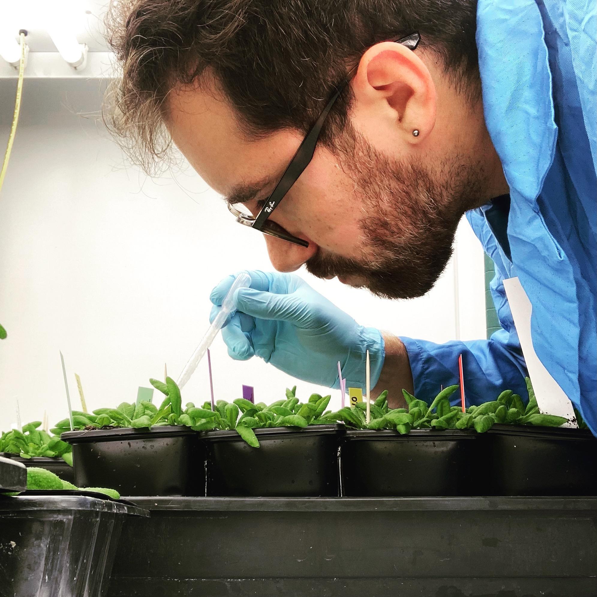 Sebastián Moreno Ramirez working with Arabidopsis thaliana plants Sebastián Moreno Ramirez working with Arabidopsis thaliana plants