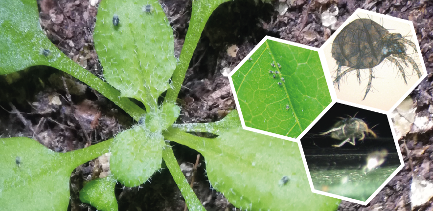 Spider mites on Arabidopsis thaliana at different magnifications