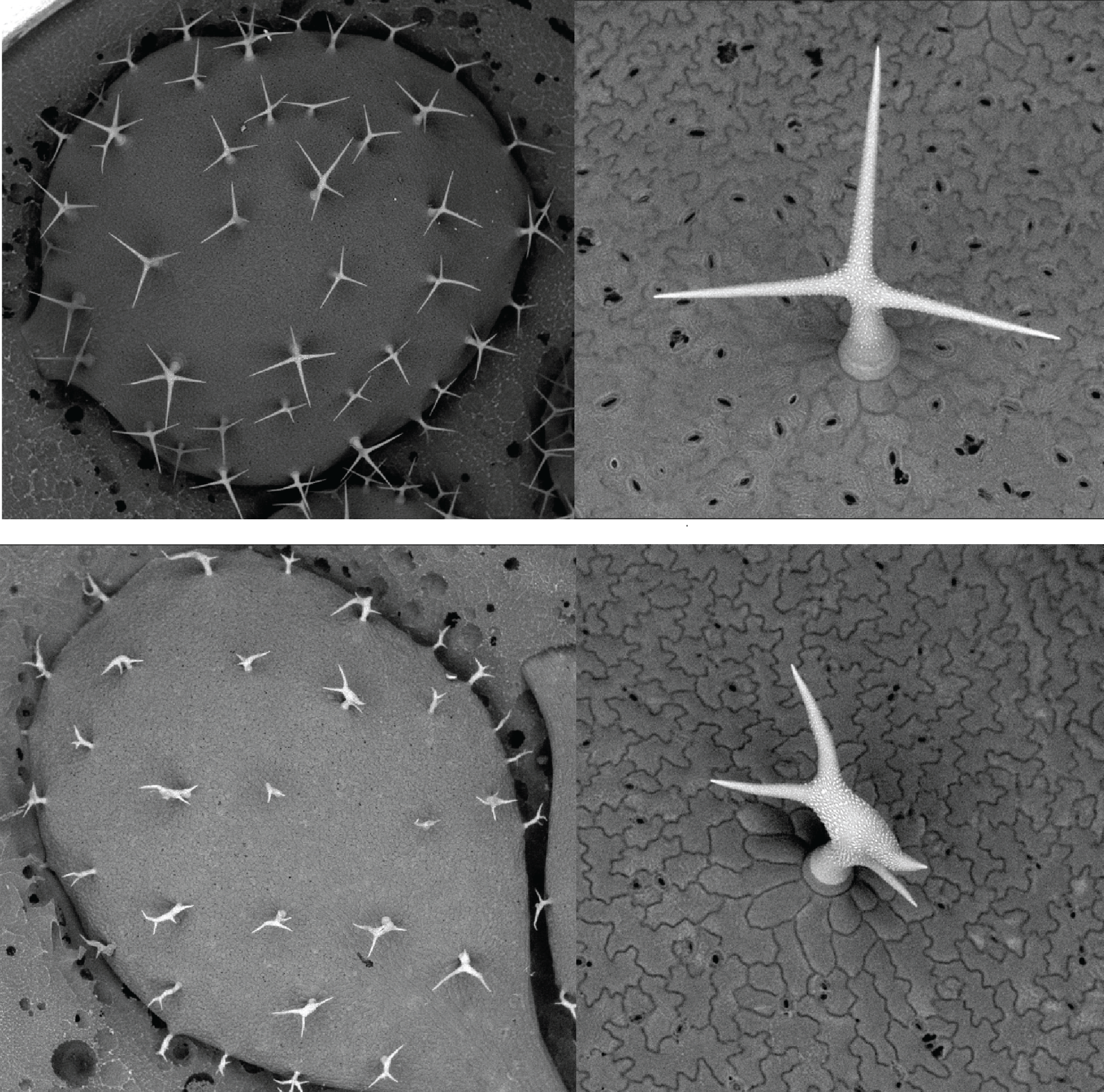Trichomes on an Arabidopsis thaliana leaf (here shown using electron microscopy) are formed by a single cell adopting this spiked shape. Arabidopsis plants without a SCAR/WAVE gene cannot form properly shaped trichomes. Trichomes on an Arabidopsis thaliana leaf (here shown using electron microscopy) are formed by a single cell adopting this spiked shape. Arabidopsis plants without a SCAR/WAVE gene cannot form properly shaped trichomes, because their inner cytoskeleton co