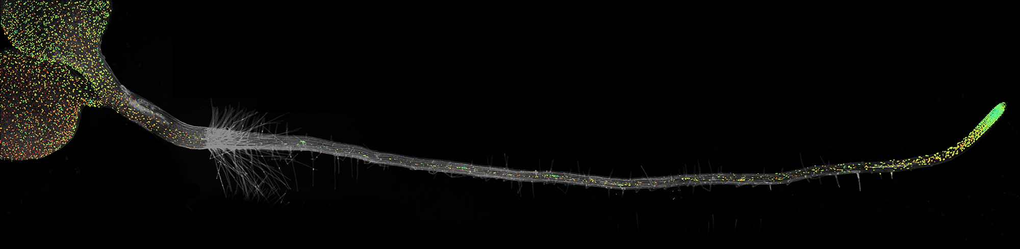 The ABACUS biosensor used with confocal microscopes can be used to visualise the levels of the plant hormone abscisic acid in Arabdiopsis seedlings. Credit Jim Rowe The ABACUS biosensor used with confocal microscopes can be used to visualise the levels of the plant hormone abscisic acid in Arabdiopsis seedlings. Credit Jim Rowe