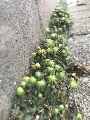 Marchantia polymorpha (one of the liverwort species being collected in The Great British Liverwort Hunt) growing in cracks in the pavement in Cambridge.