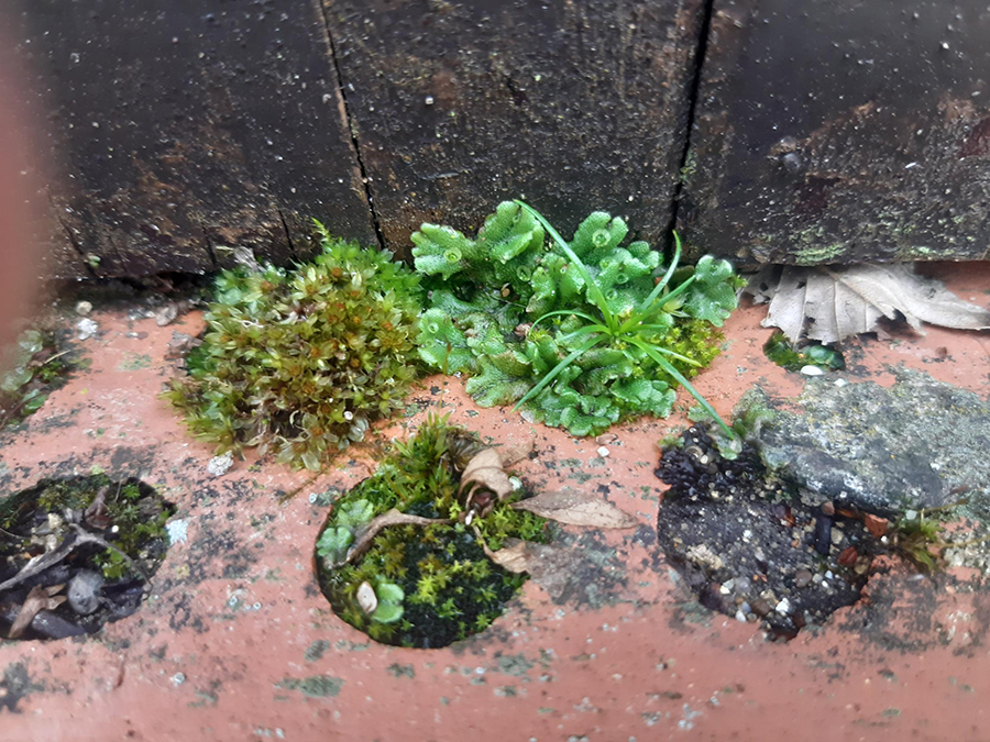Marchantia polymorpha and moss growing in brick holes