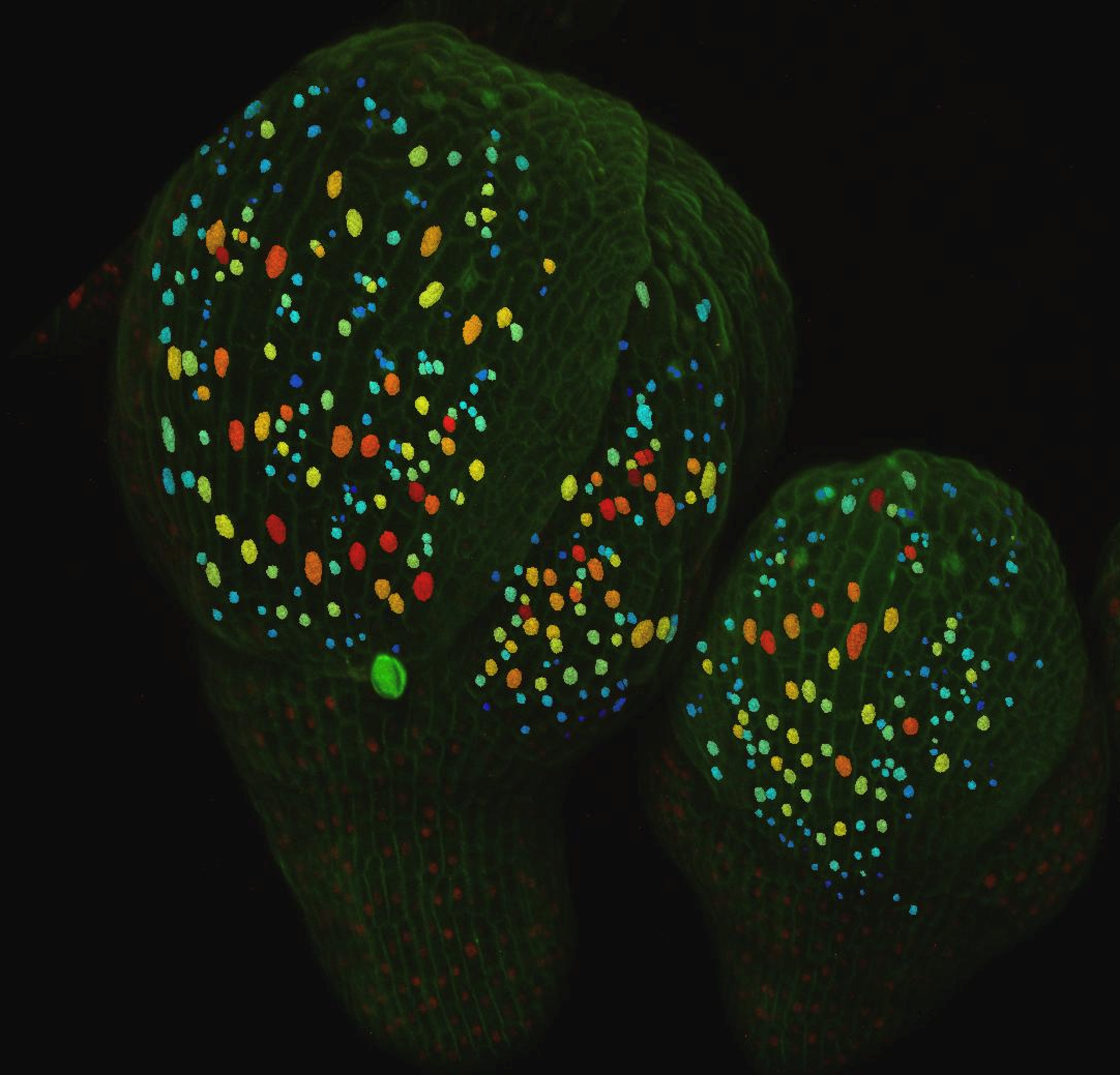 A 3D projection of Arabidopsis flowers where single cell nuclei have been extracted and coloured by expression levels of ATML1 (H. Meyer).