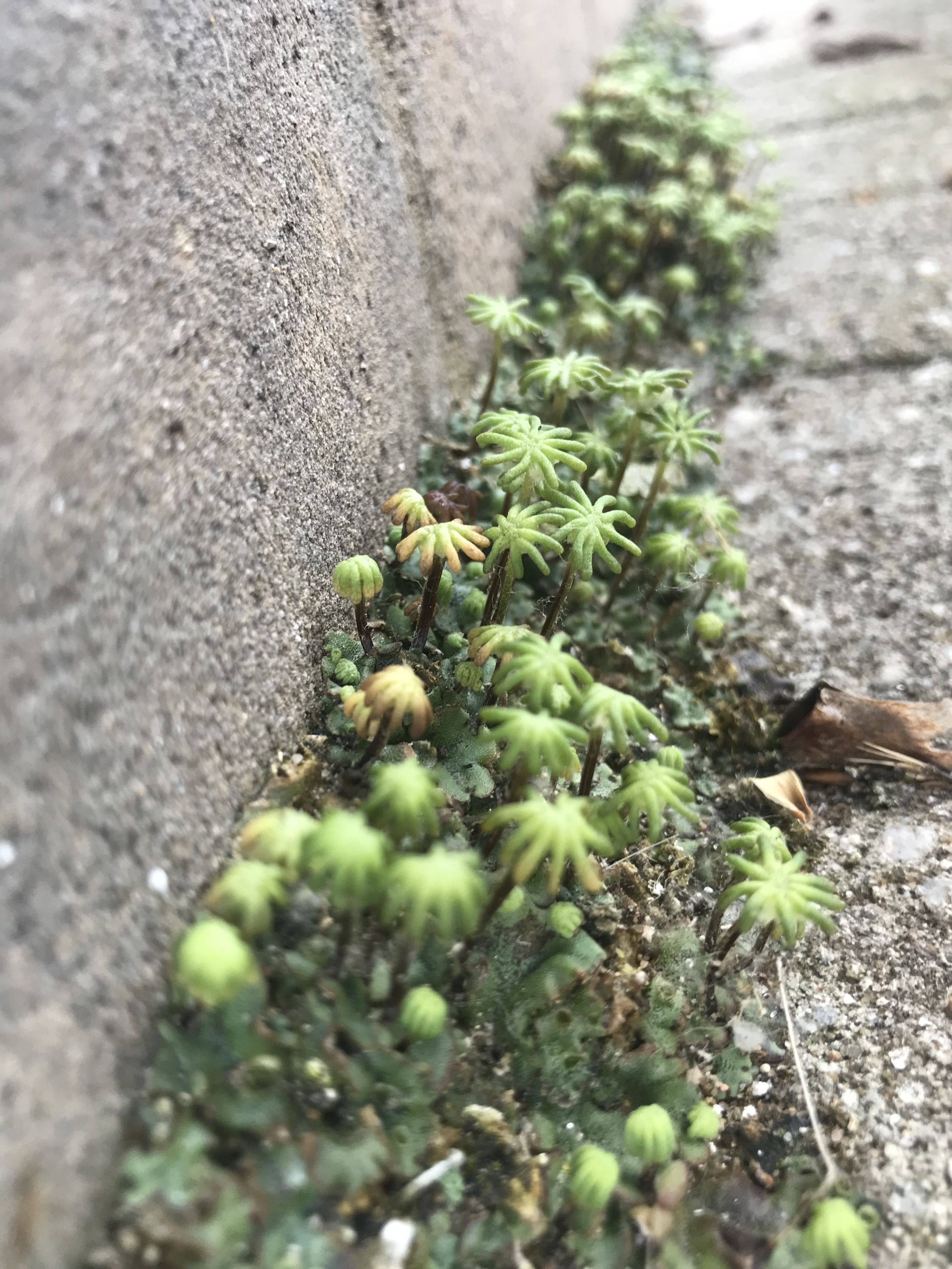 A Marchantia liverwort growing in cracks in the pavement.
