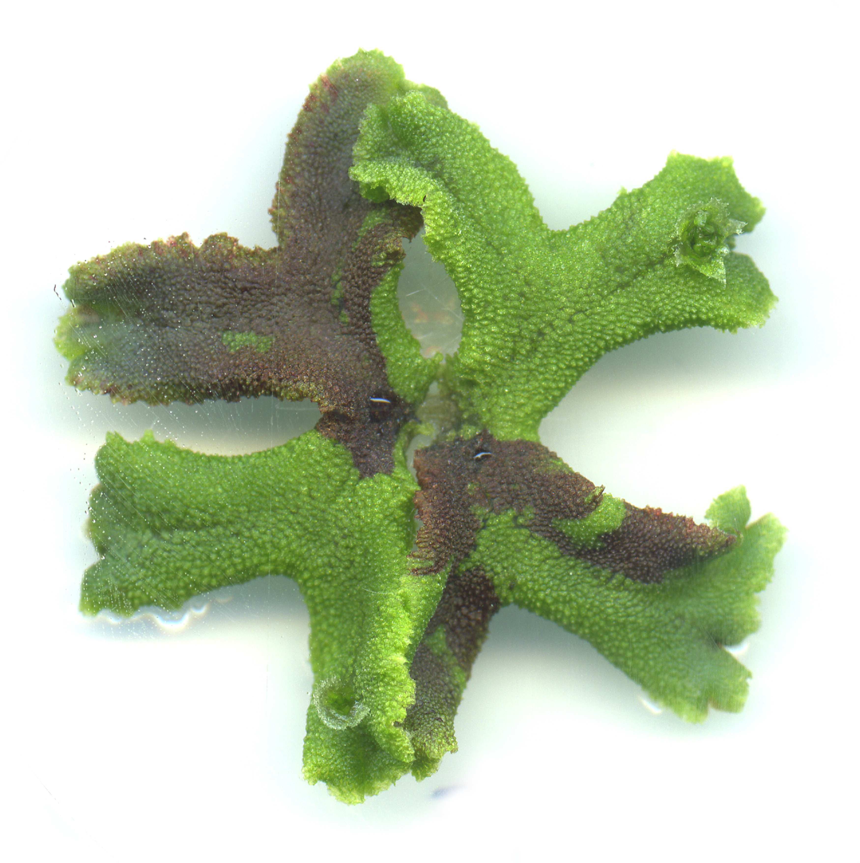 A Marchantia liverwort, where the defence genes and the production of purple pigment was activated in specific sectors only.