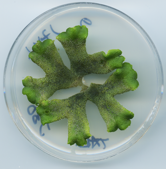 Marchantia polymorpha (liverwort) infected with Phytophthora palmivora.