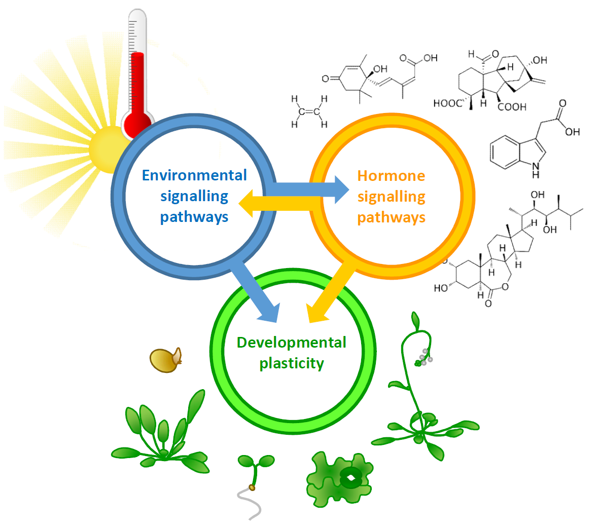 Dr Balcerowicz is investigating how environmental signals trigger endogenous processes in plants. Diagram by Martin Balcerowicz.