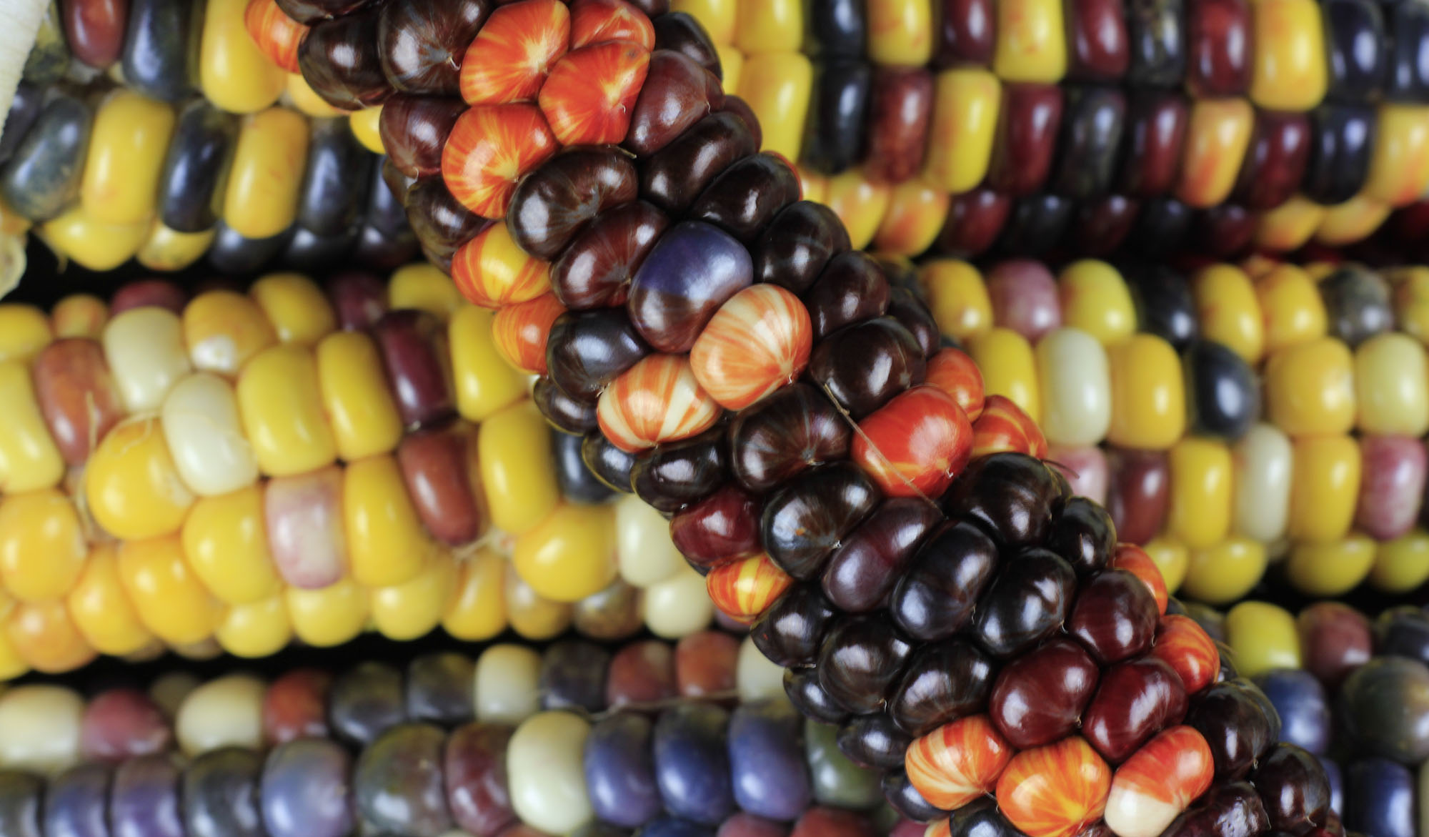 Corn kernels showing an unstable phenotype (stripes and spots) caused by jumping genes interfering with a pigment gene. 