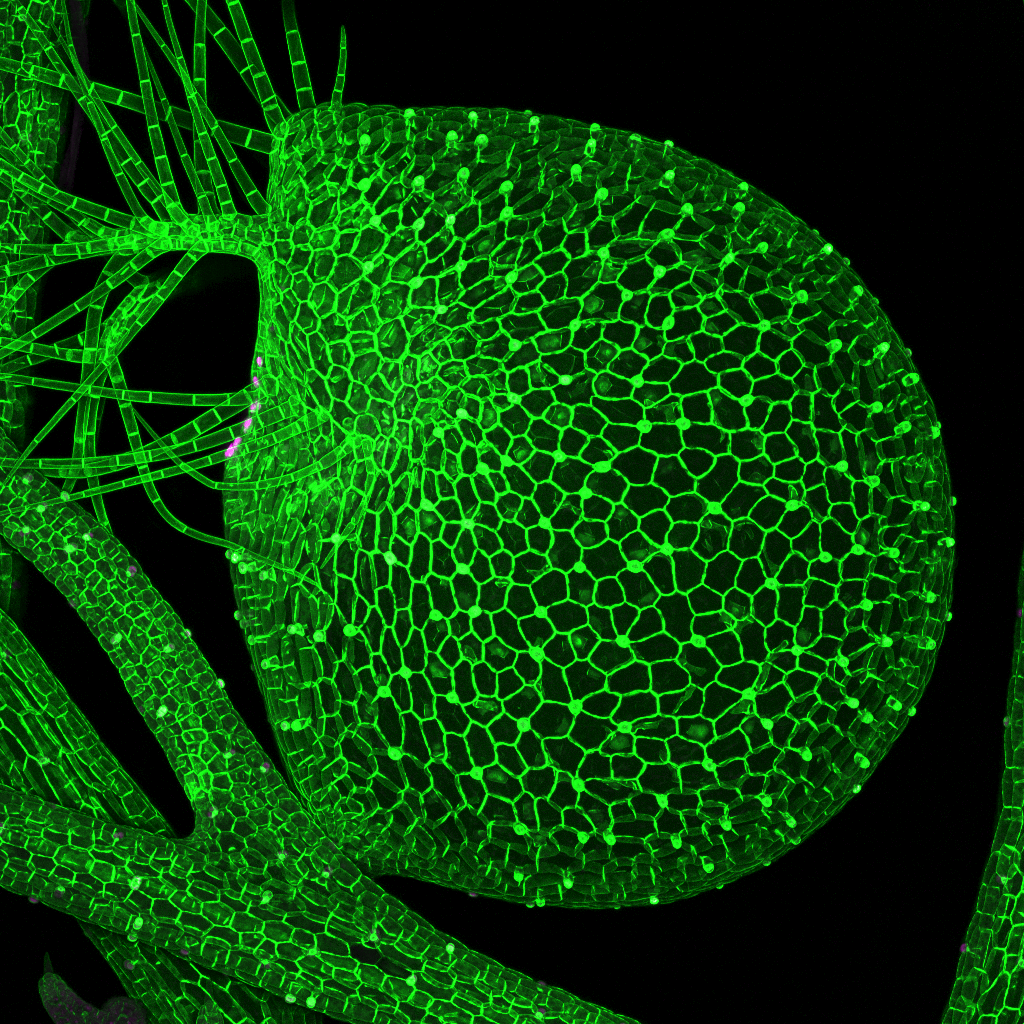 A U. gibba trap expressing GFP localised to cell membranes. Transgenic lines like this allow us to analyse development and gene function in U. gibba.
