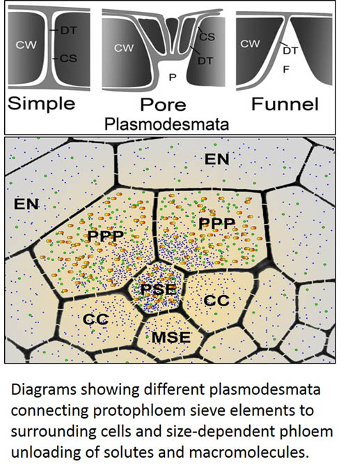Diagrams showing different plasmodesmata connecting protophloem sieve elements to surrounding cells and size-dependent phloem unloading of solutes and macromolecules.