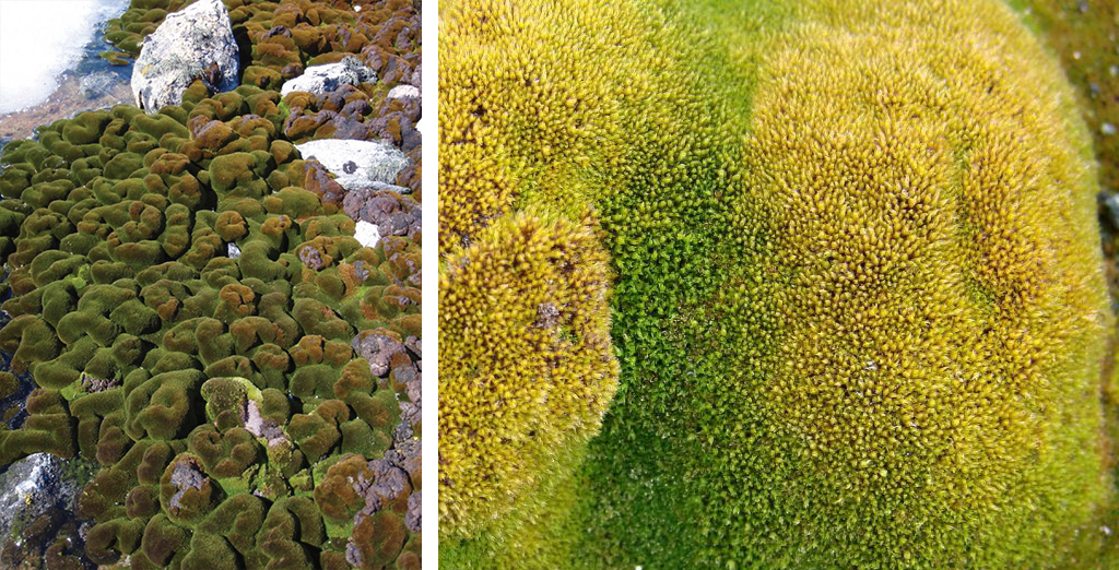 Moss turf on the Antarctic Specially Protected Area near Casey station. Photos by Sharon Robinson (left) and James Lowe (right). http://www.antarctica.gov.au
