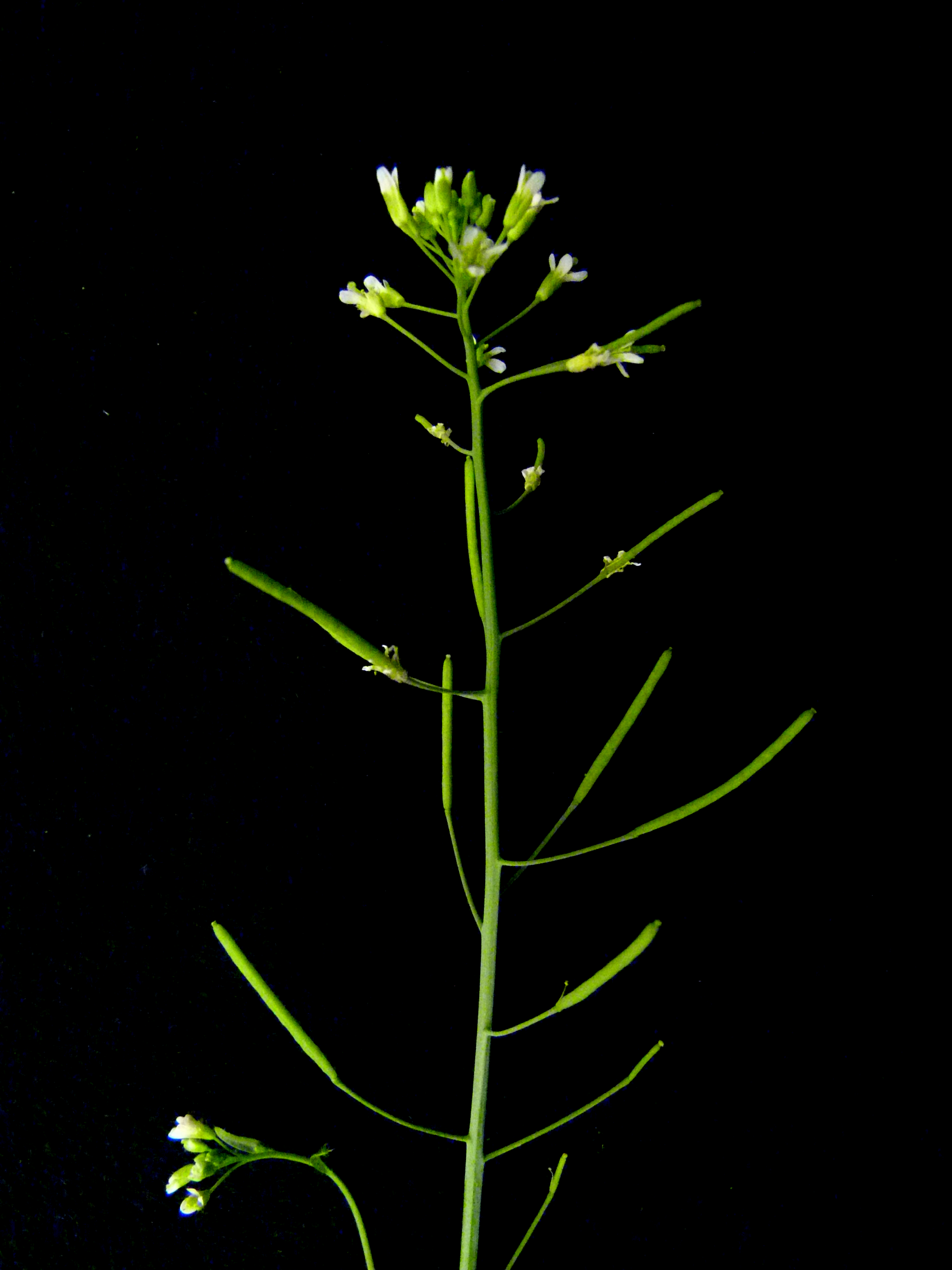 Arabidopsis-flowering-Benoit-Landrein (002).png