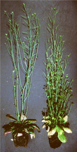 Branching Arabidopsis plants