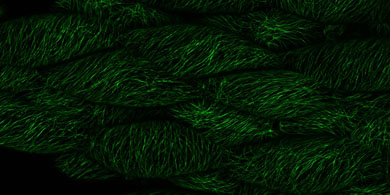Firas - microtubules in Arabidopsis_3.jpg