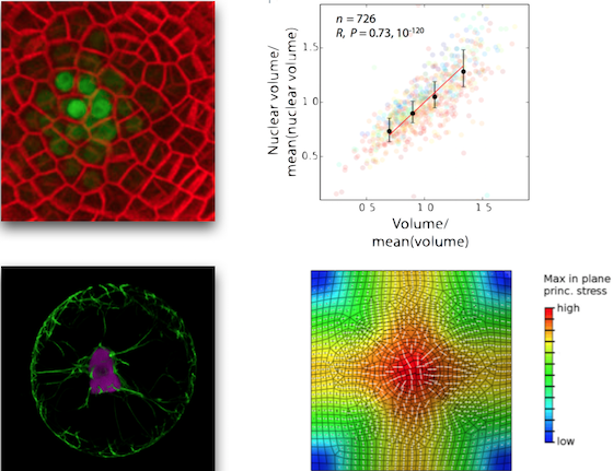 The Jönsson group previously showed a correlation between cell size and cell nuclei size in plant stem cells - Top left: shoot stem cells where the membranes are marked in red and nuclei are marked in green. Top right: plot showing the size relation betwe