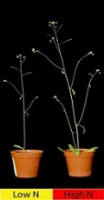 Branching of Arabidopsis thaliana in response to nutrient availability, such as low or high nitrate (N).
