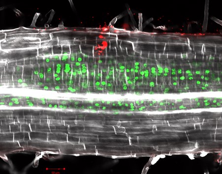 Early bacterial infection process in the outer layers of the root is coordinated in time and space with the initiation and early development of the nodule in the inner tissue layers. Red: rhizobial bacteria, green: nuclei indicating proliferating cells.