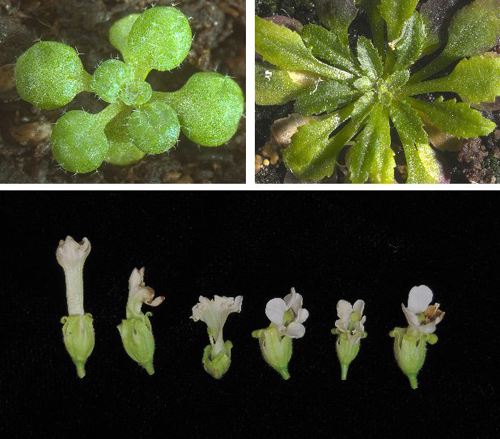 Constitutive expression of pathogen effectors in Arabidopsis thaliana (upper pane) and Nicotiana benthamiana (lower pane) results in subtle alterations of plant development