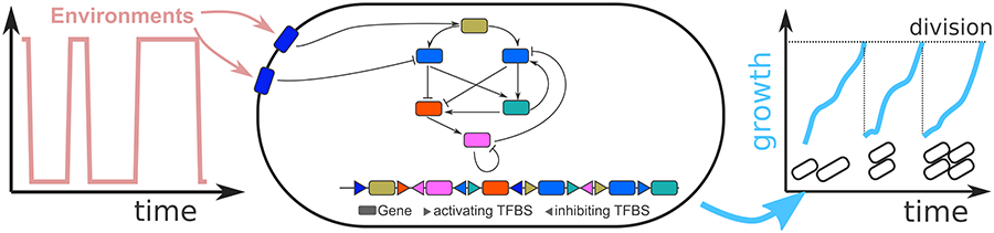 Graphical representation of evolution of gene regulation