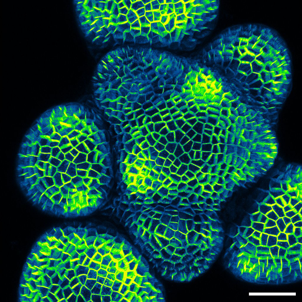 False-colour confocal image of PIN1 protein localisation in an active Arabidopsis axillary meristem.