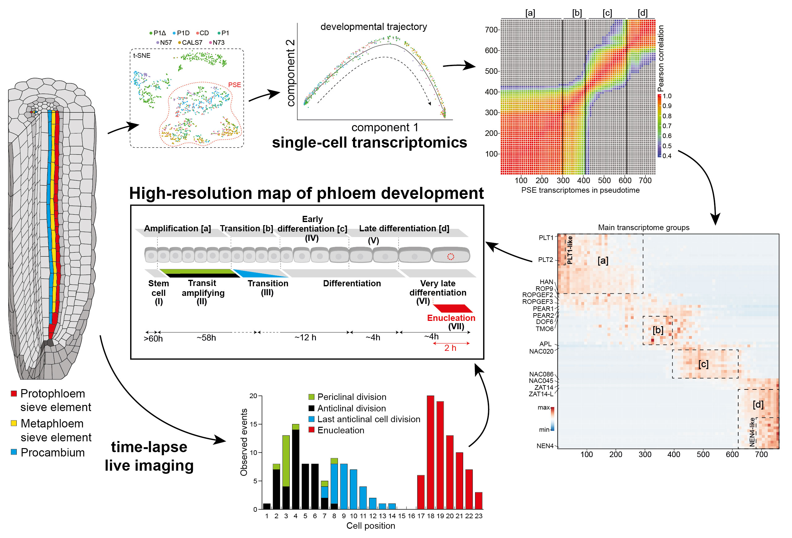 Phloem development at single-cell resolution