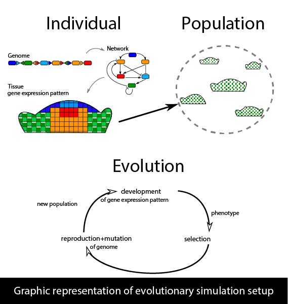 Graphic representation of evolutionary simulation setup
