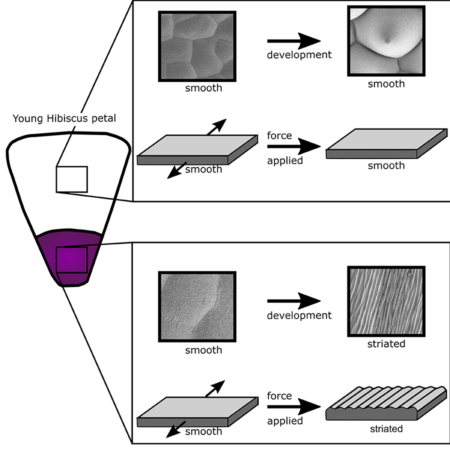 Applying a mechanical stress caused buckling in purple regions of the petal that naturally develop striations, but not in the white regions that do not naturally develop striations, suggesting the striations are under genetic control.