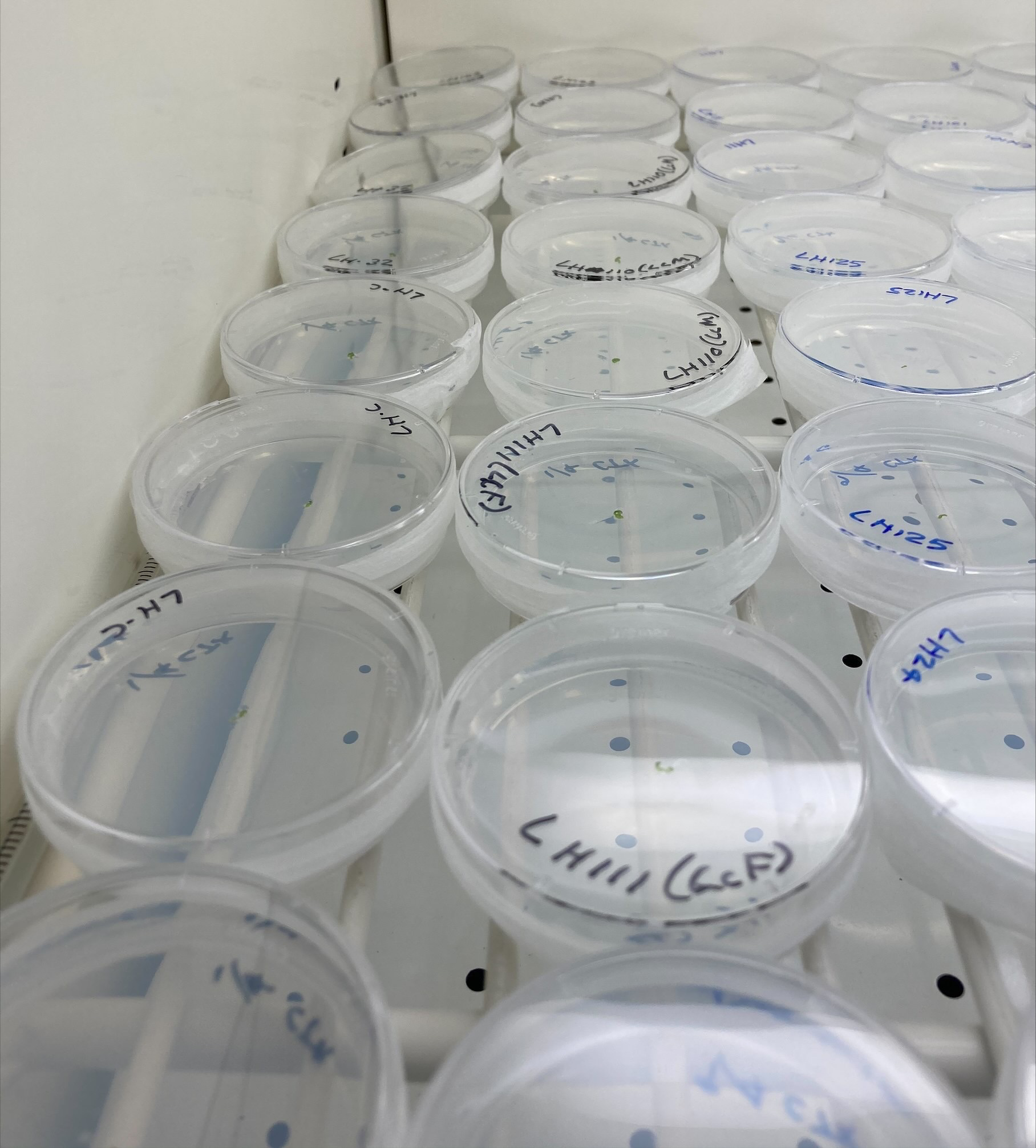 Multiple plates of gemmae developing into liverwort plants