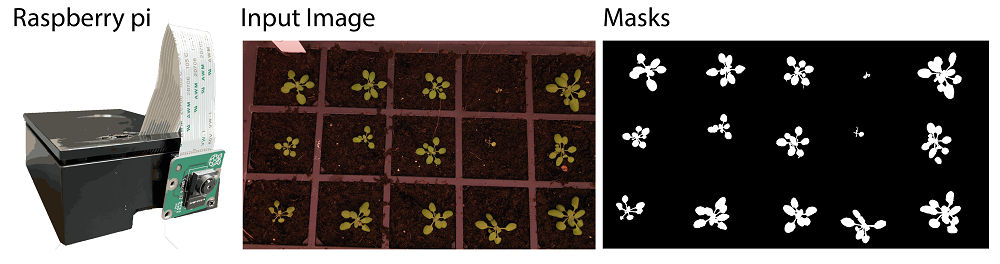 Time lapse imaging the growth of plant rosettes using Raspberry pi