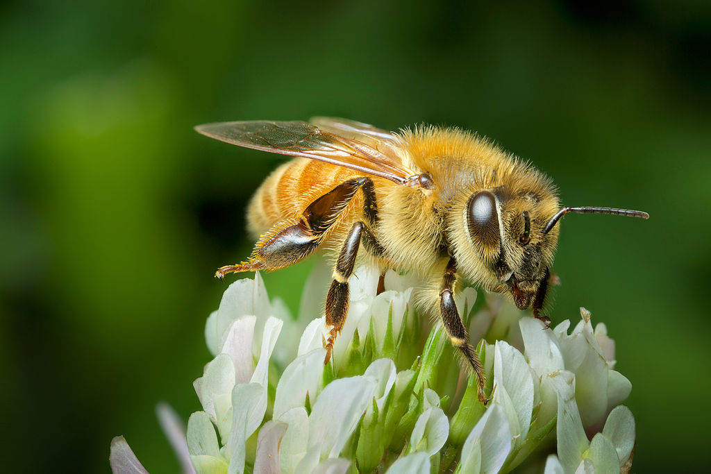 Bee on white clover flower. Image by Andy Murray. CC