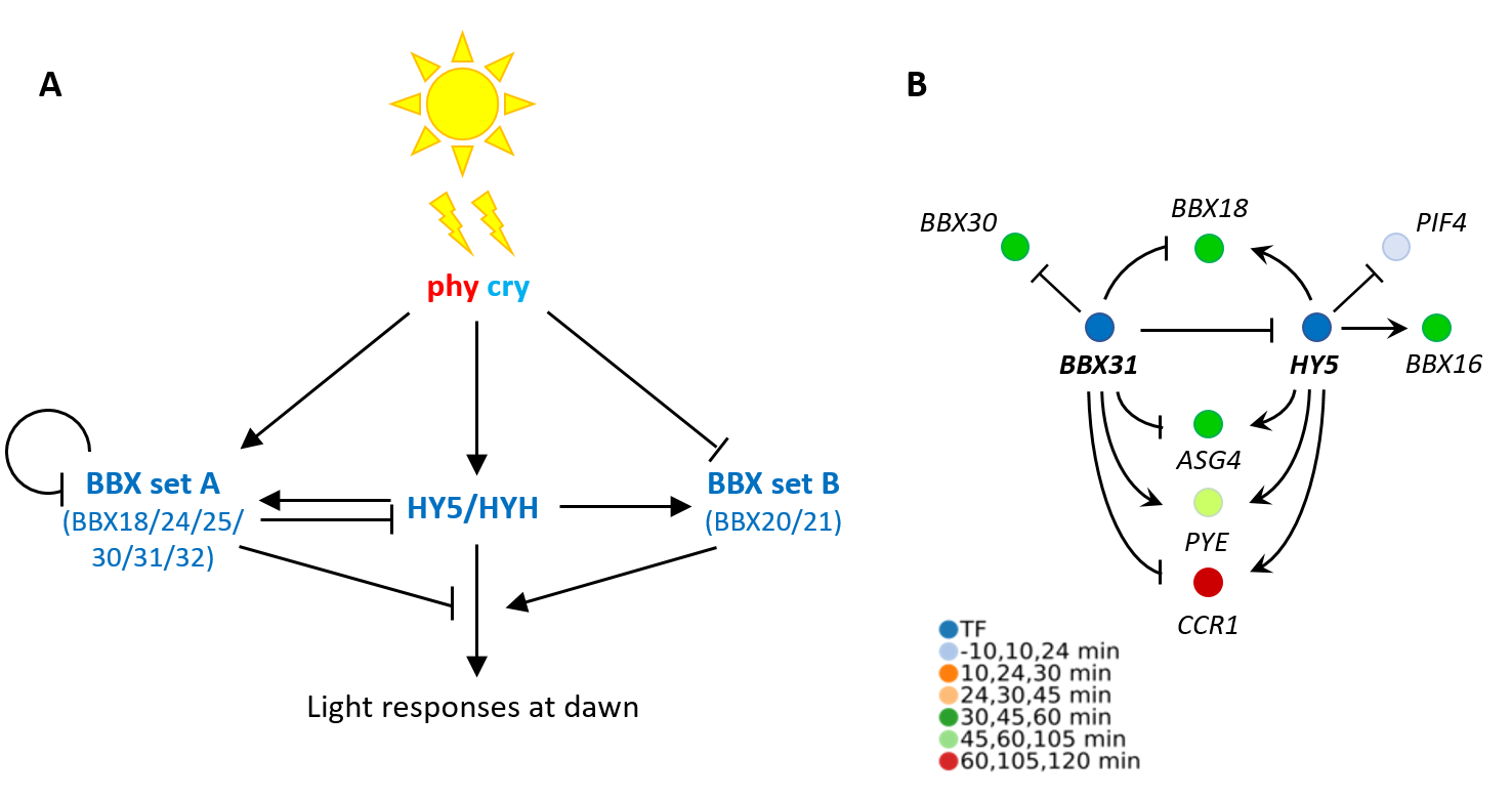 Phytochrome and cryptochrome photoreceptors control light signalling at dawn via BBX and HY5 transcription factors
