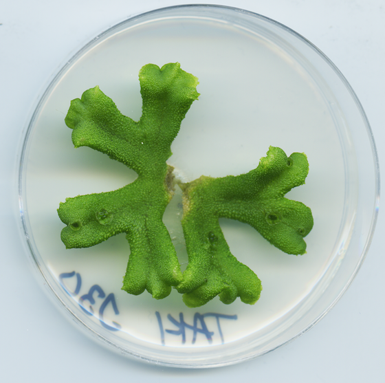 Marchantia polymorpha (liverwort) not infected.