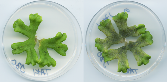 Plates of Marchantia showing healthy and infected plants