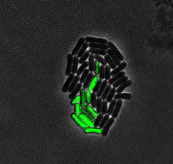 Bacterial micro-colony showing heterogeneity in expression of a gene reporter (green).