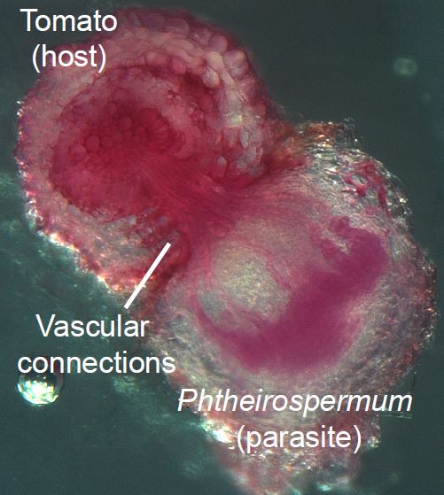 A cross section through the infection site between a tomato plant and the parasitic plant Phtheirospermum. New vascular connections (in pink) form between host and parasitic to allow nutrients to be withdrawn
