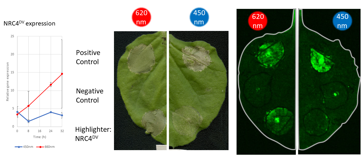 Highlighter controlled immune responses in transiently transformed N. benthamiana leaves.
