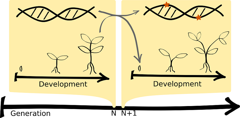Increasing understanding of evolving developmental processes by simulating the development of thousands of individuals for thousands of generations.