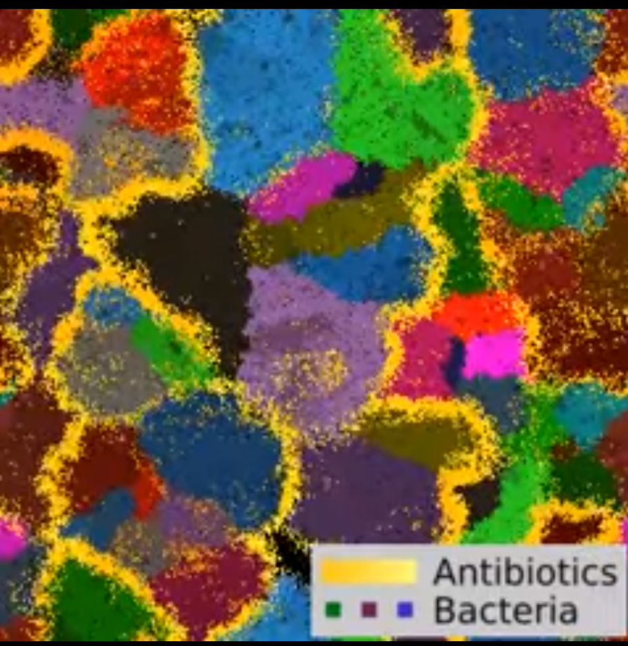 Computational model of streptomyes colonies (colored according to descent) replicate and produce antibiotics (in yellow). Between-colony competition ensues when antibiotic halos touch.