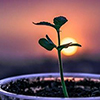 Plant seedling with sun in background