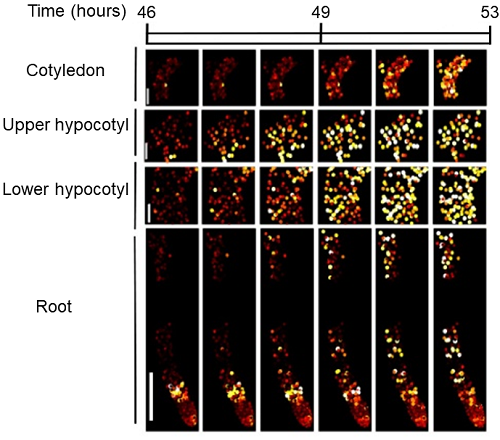 Single cell imaging reveals spatial structure of the clock in young seedlings. Images show a reporter of the circadian clock imaged over time at the cellular level during the early stages of Arabidopsis seedling development. 