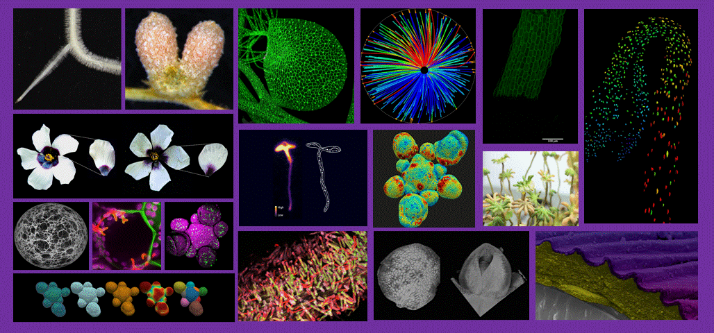 Montage of images from research at SLCU